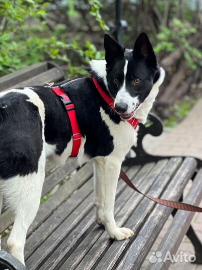 Собака в добрые руки