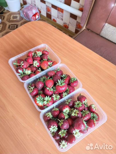 Клубника рассада,саженцы