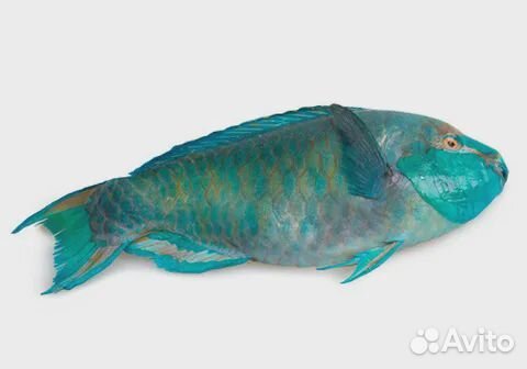 Рыба-попугай parrotfish(scarus SPP) целая,непотрош