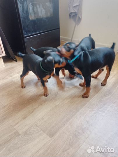 Цвергпинчар