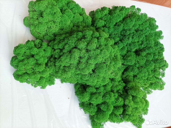 Мох Ягель стабилизированный 1 кг