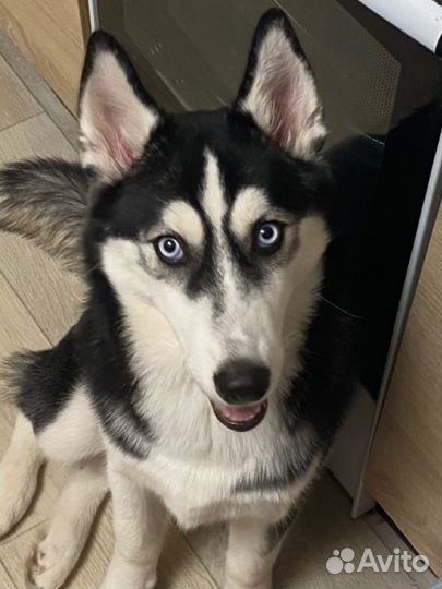 Сибирский хаски