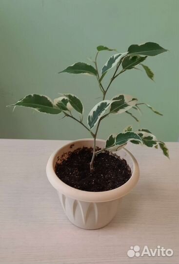 Укорененные черенки фикуса бенджамина Твайлайт