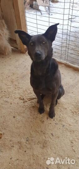 Горди ищет дом