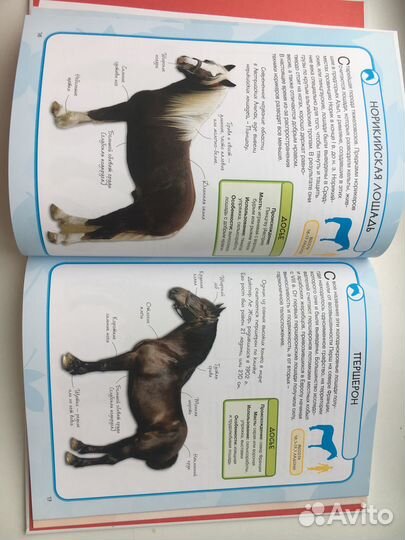 Лошадь лошади и пони энциклопедия