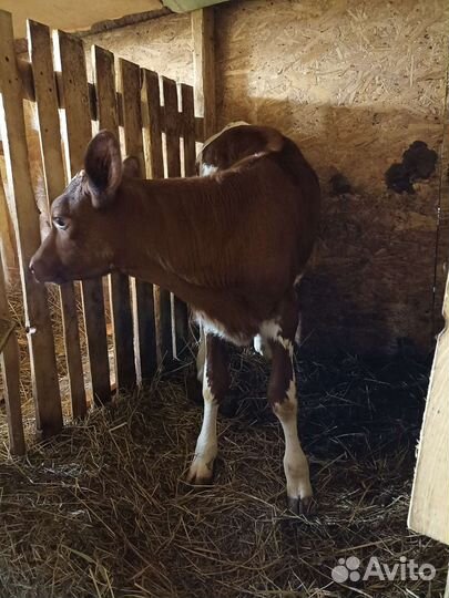 Телочка айширская