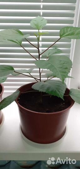 Гибискус китайская роза