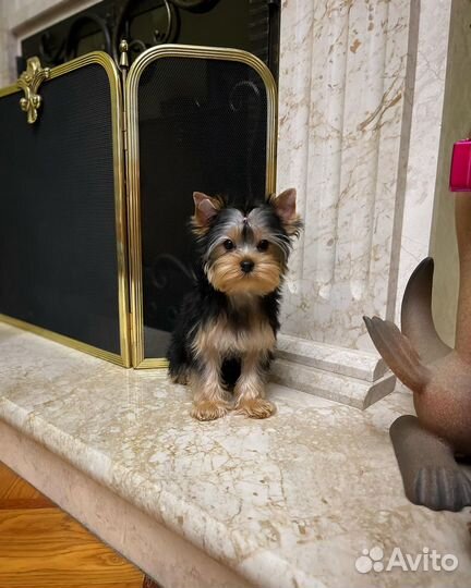 Йоркширский терьер