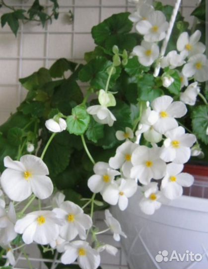 Бегония Глуар де Лорейн белый