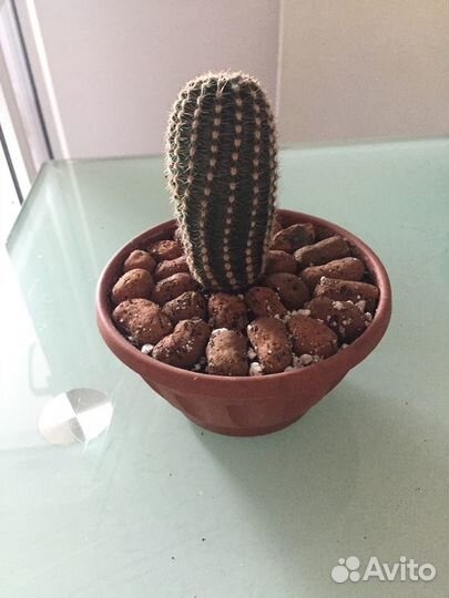 Кактус детки