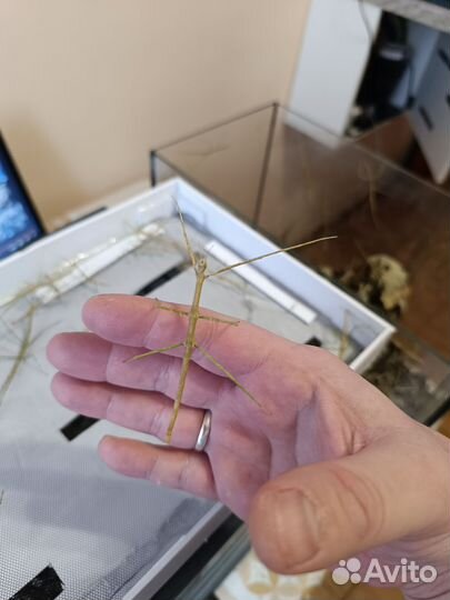 Аннамские палочники