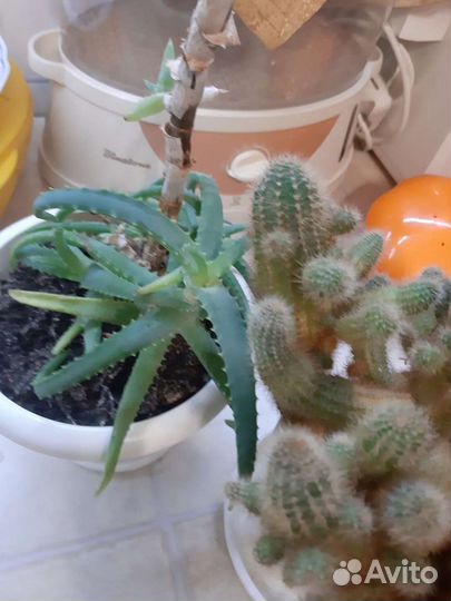 Алоэ и кактусы