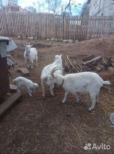 Козье, свежее молоко. Мотовилиха