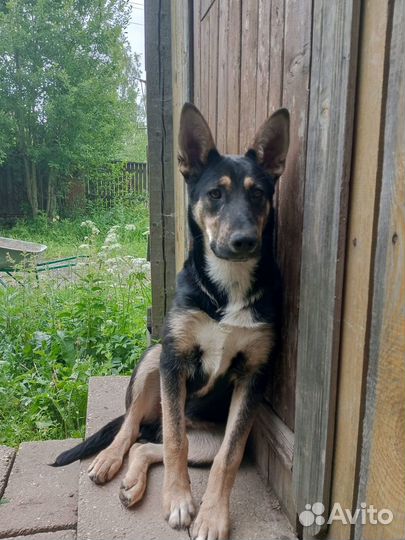 Пристраивается пёс