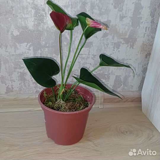 Антуриум двухцветный свит дрим цветущий