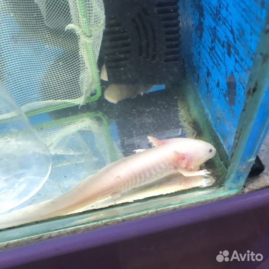 Аксолотль розовый и альбинос