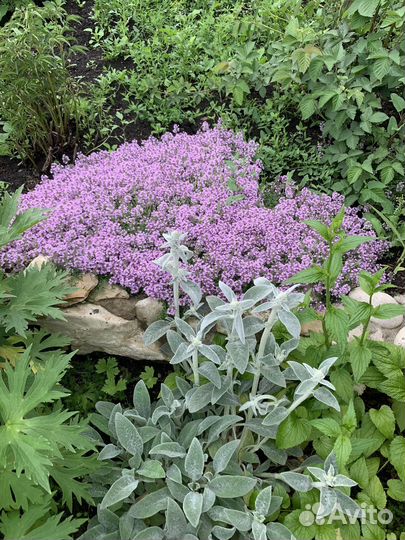 Тимьян ползучий