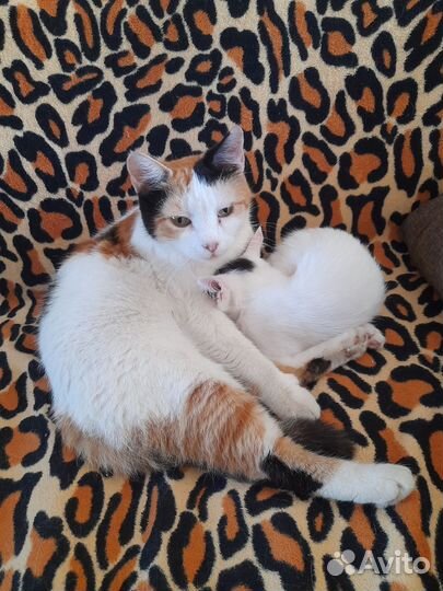 Хороший котенок Белочка в хорошие руки