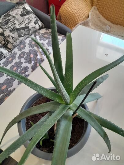 Алоэ вера лечебный