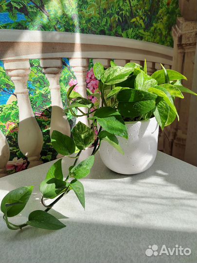 Эпипремнум марбл квин