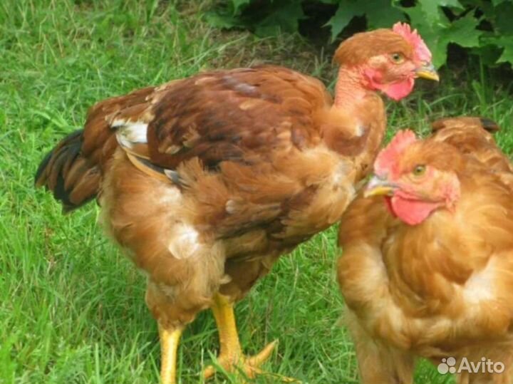 Куры молодки