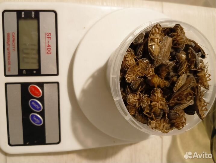 Мраморные тараканы, корм