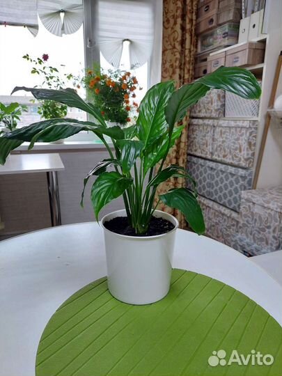 Спатифиллум