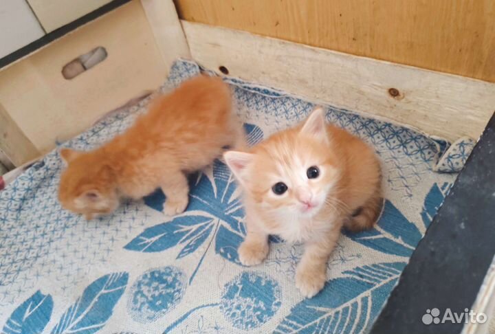 Длинношерстные котята