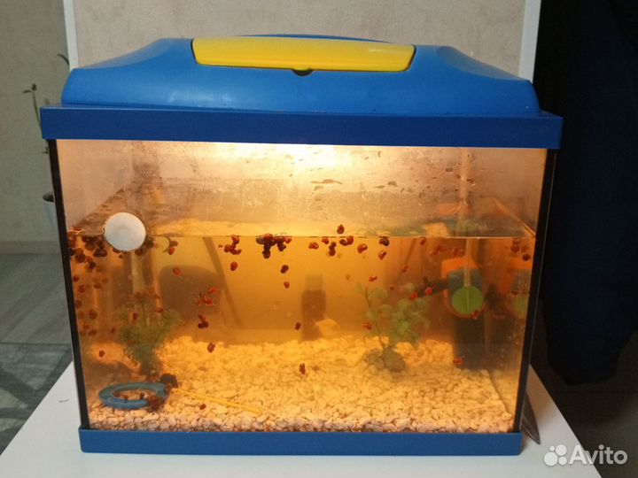 Аквариум с рыбками бу