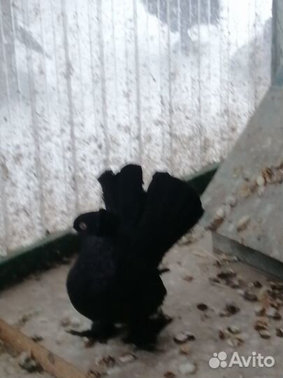 Статные голуби, кинги