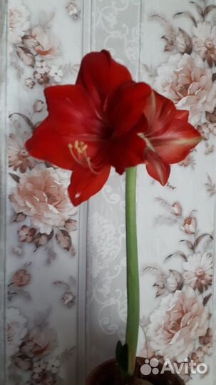 Гиппеаструм