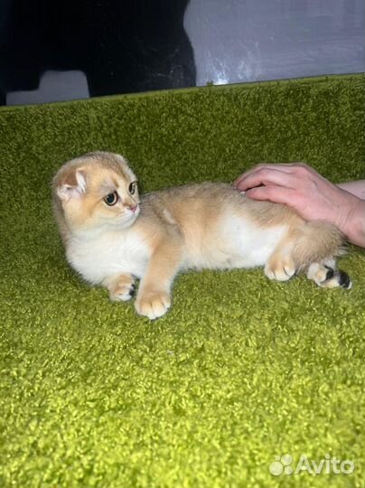 Золотые котята