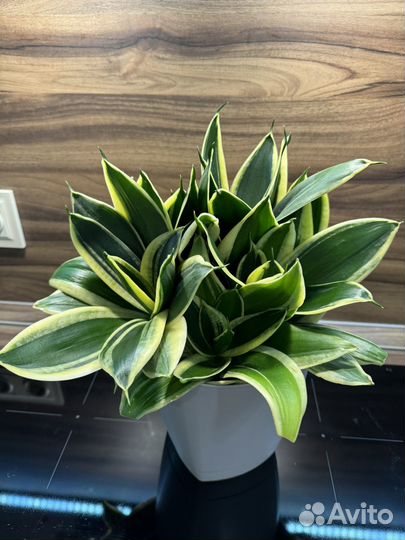 Сансевиерия