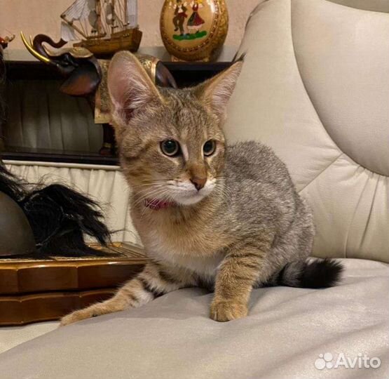 Кошка чаузи ф1 3 месяца