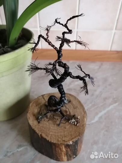 Дерево бонсай