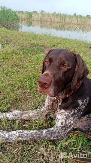 Курцхаар вязка