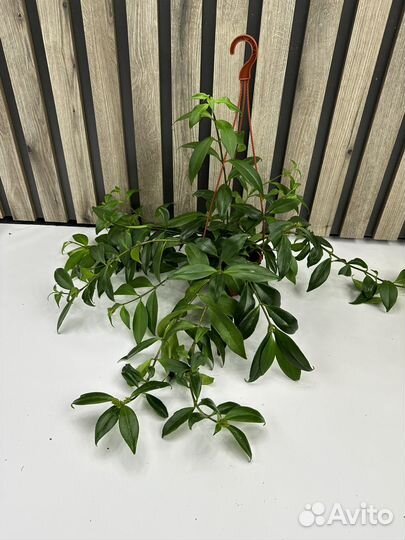 Эсхинантус