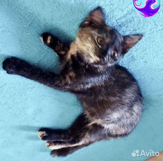 Котятам очень нужен дом