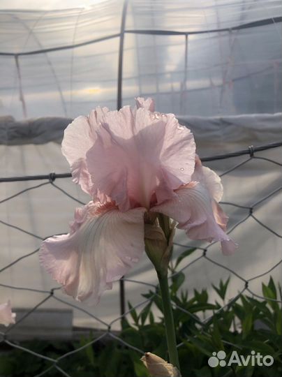 Ирисы бородатые