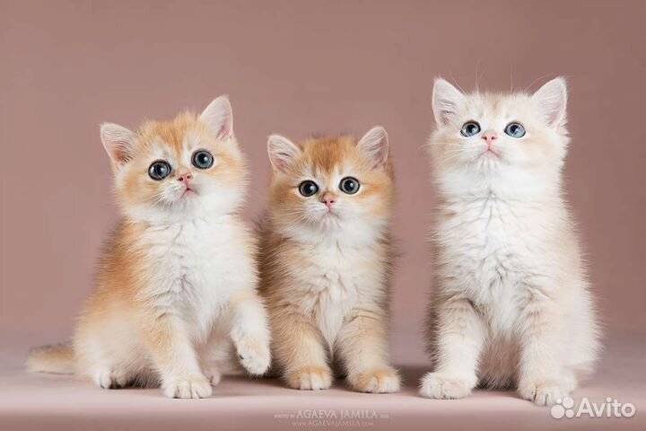 Котята золотые британские шиншиллы ny11, ny12