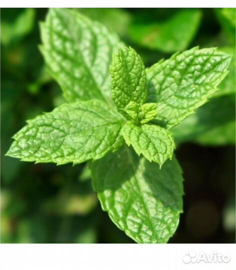 Парфюмерная мужская вода yodeyma WOW scent 15 мл