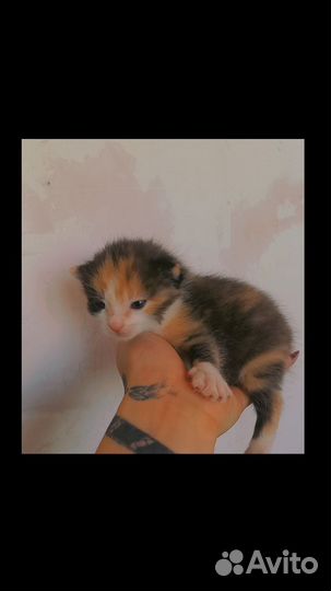 Отдам котят в добрые ручки