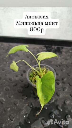 Комнатные растения