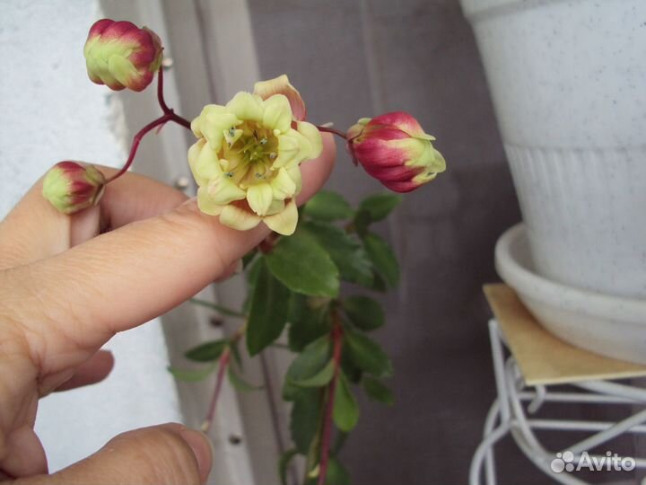 Каланхоэ цветущий