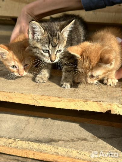 Котенок от кошки мышеловки в заботливые руки