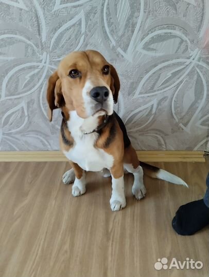 Собака на вязку