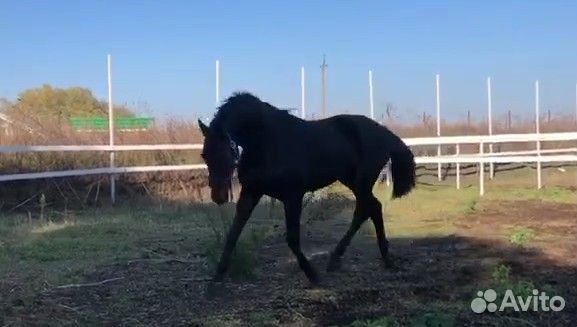 Фотосессия, аренда (спорт)