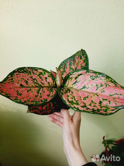 Аглаонемы разные