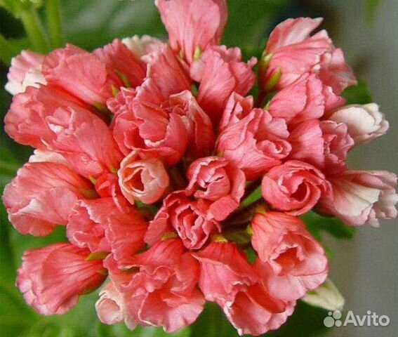 Пеларгония - купить в Тюмени, цена 100 руб., продано 4 июля 2019 - Растения и се