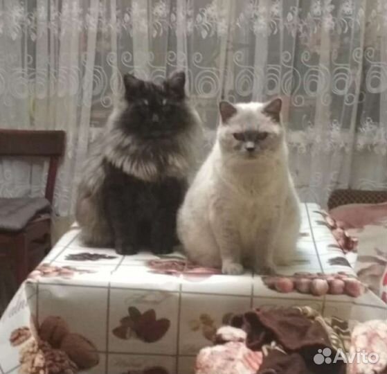 Британские котята